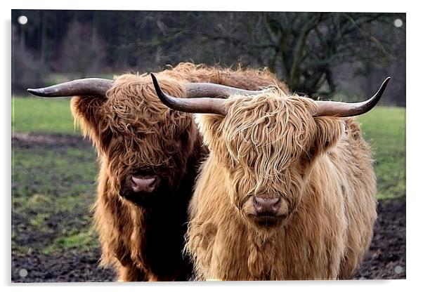 Highland Cows Acrylic by Northeast Images