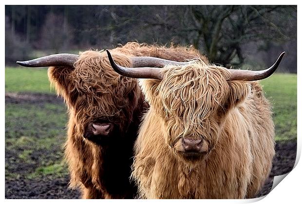 Highland Cows Print by Northeast Images