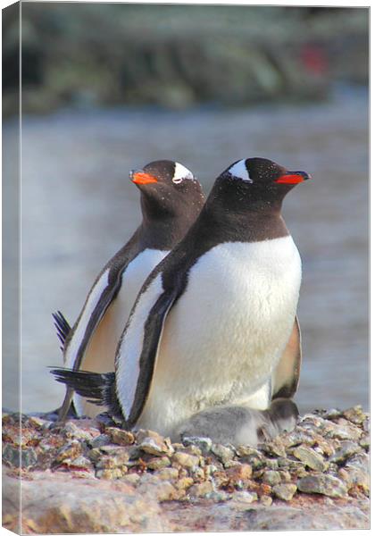 Pair of Gentoos With Chick Canvas Print by Carole-Anne Fooks