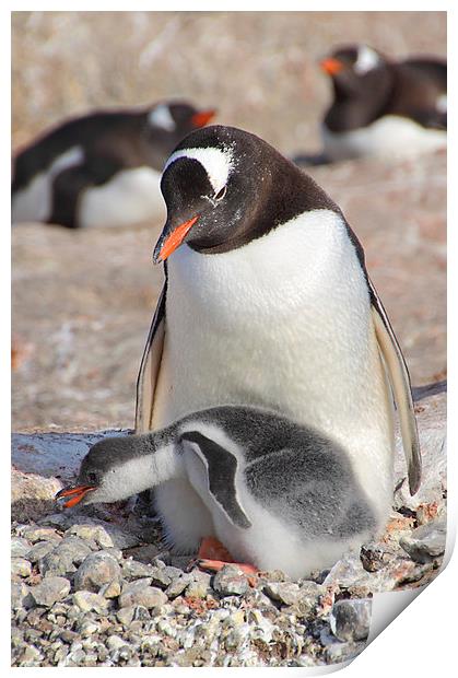 Gentoo Penguin With Chick Print by Carole-Anne Fooks