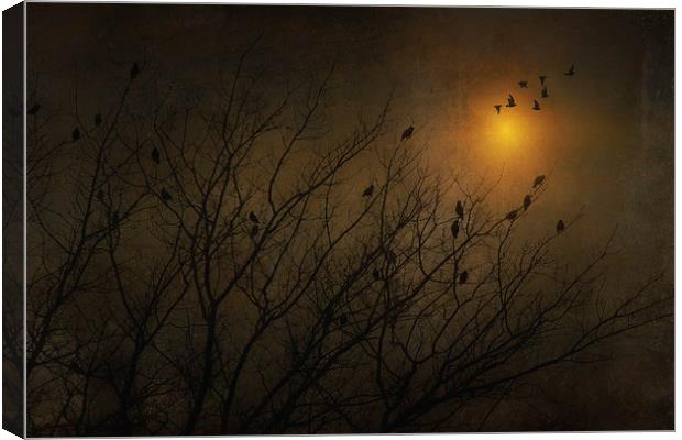 SUNSET SILHOUETTES Canvas Print by Tom York