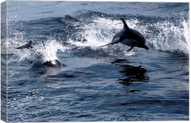 Peales Dolphins, Drakes Passage Canvas Print by Geoffrey Higges
