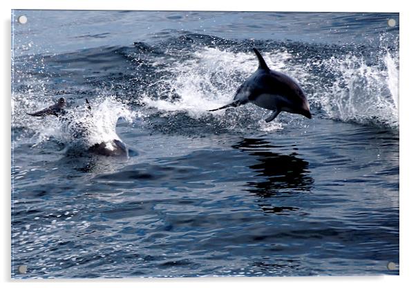 Peales Dolphins, Drakes Passage Acrylic by Geoffrey Higges