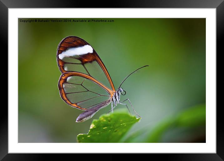 The Glasswinged Butterfly Framed Mounted Print by Bahadir Yeniceri
