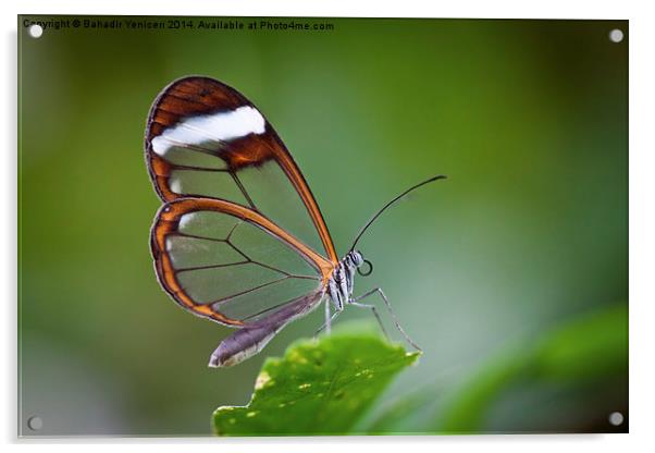 The Glasswinged Butterfly Acrylic by Bahadir Yeniceri