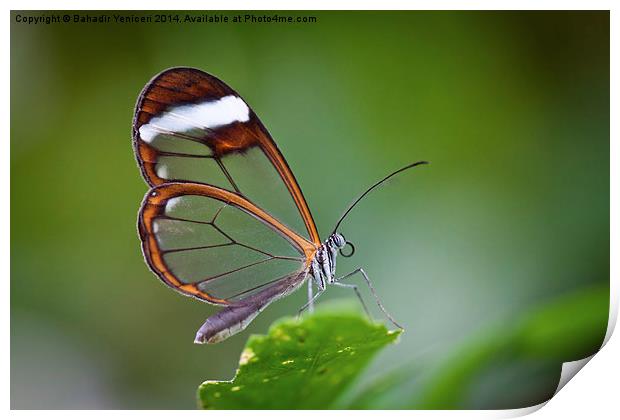 The Glasswinged Butterfly Print by Bahadir Yeniceri