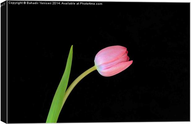 Pink Tulip Canvas Print by Bahadir Yeniceri