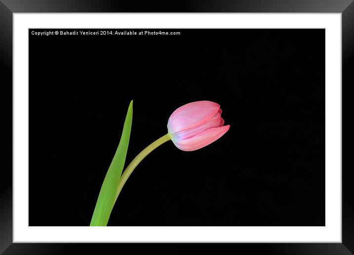 Pink Tulip Framed Mounted Print by Bahadir Yeniceri