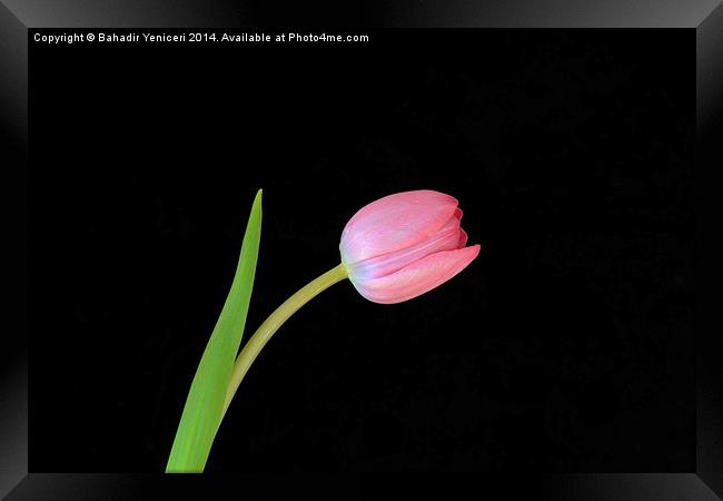 Pink Tulip Framed Print by Bahadir Yeniceri
