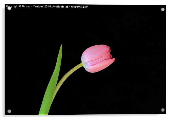 Pink Tulip Acrylic by Bahadir Yeniceri