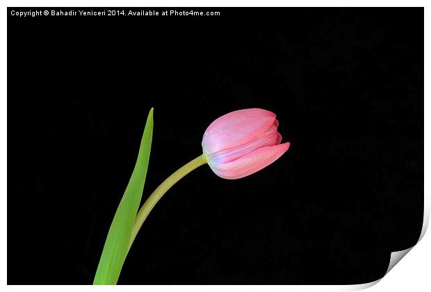Pink Tulip Print by Bahadir Yeniceri