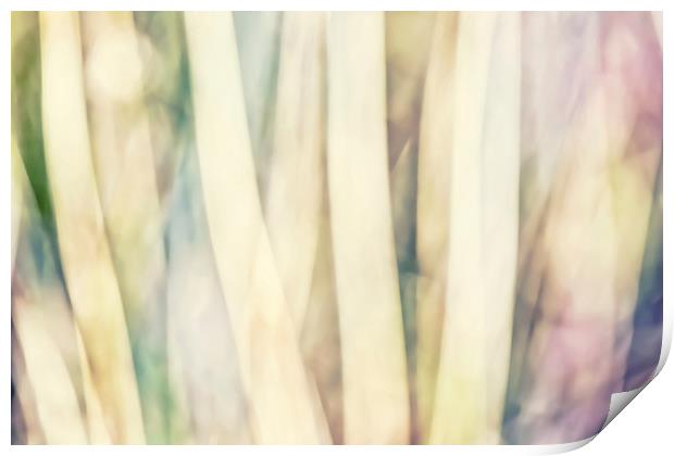 Pastel Forest Wild Grasses Photographic Abstract Print by Natalie Kinnear
