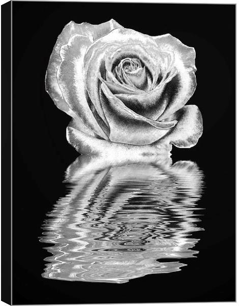 Silver rose Canvas Print by Sharon Lisa Clarke
