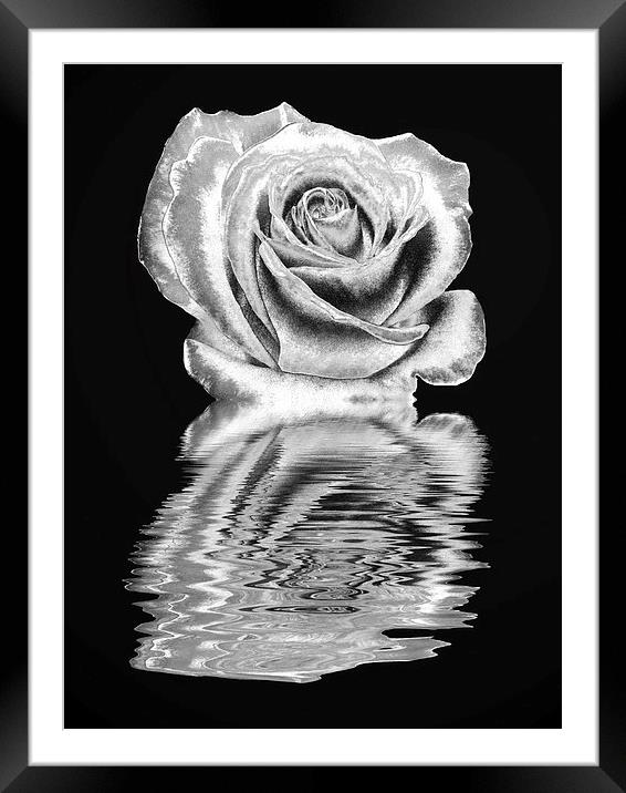Silver rose Framed Mounted Print by Sharon Lisa Clarke
