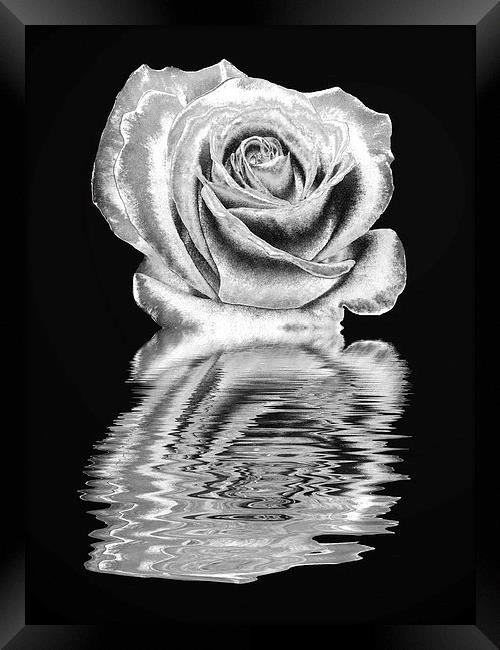 Silver rose Framed Print by Sharon Lisa Clarke