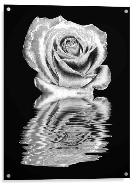 Silver rose Acrylic by Sharon Lisa Clarke