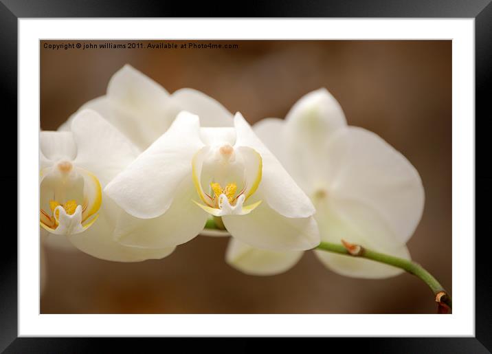 orchid Framed Mounted Print by john williams