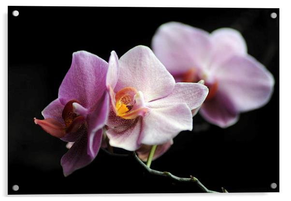 Orchid Acrylic by Randi Grace Nilsberg