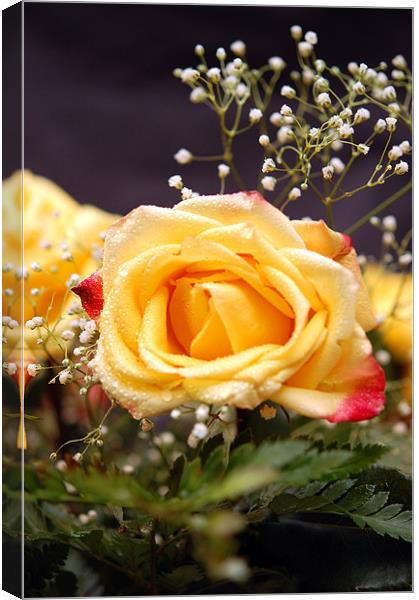 yellow rose Canvas Print by john williams