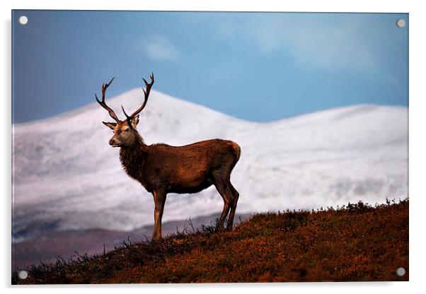 Red deer stag Acrylic by Macrae Images