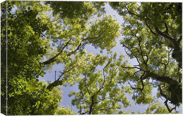 Tree Canopy Canvas Print by Mike Gorton