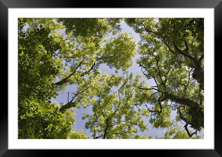 Tree Canopy Framed Mounted Print by Mike Gorton