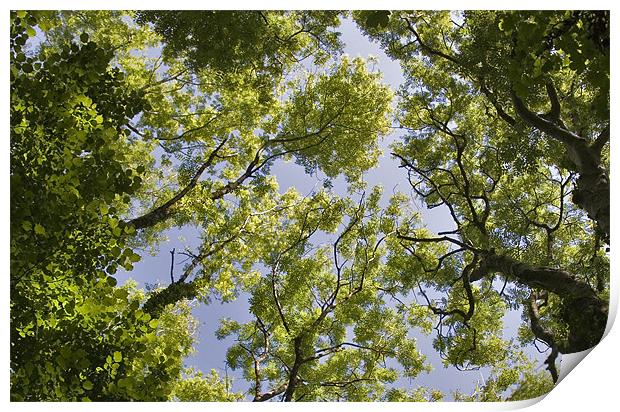 Tree Canopy Print by Mike Gorton