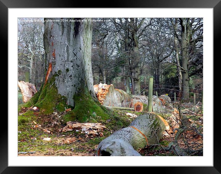 The Sad Old Oak Tree Framed Mounted Print by Bill Lighterness