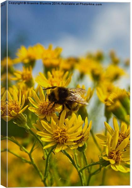 Busy Bee at work Canvas Print by Graeme B