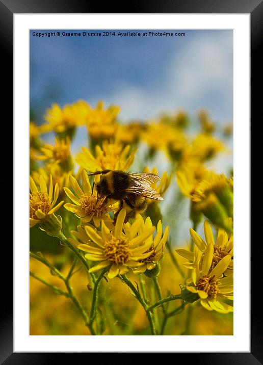 Busy Bee at work Framed Mounted Print by Graeme B