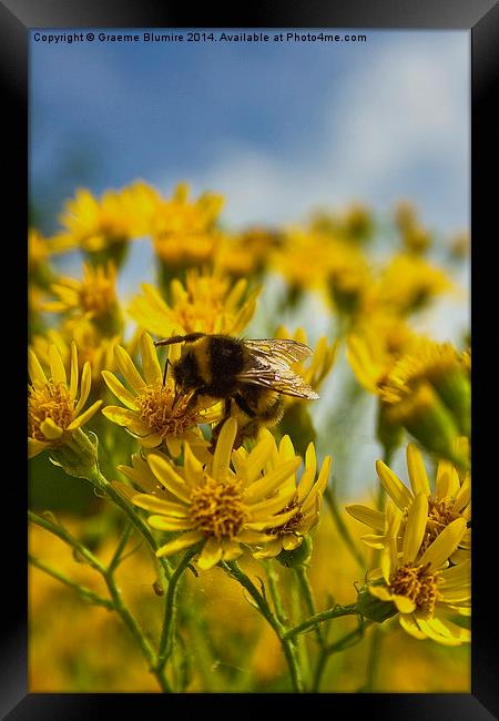 Busy Bee at work Framed Print by Graeme B