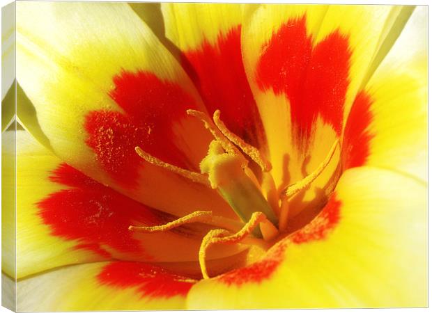 Bright Tulip Canvas Print by Mary Lane