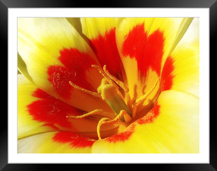 Bright Tulip Framed Mounted Print by Mary Lane