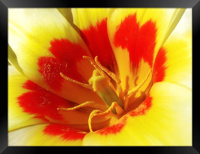Bright Tulip Framed Print by Mary Lane