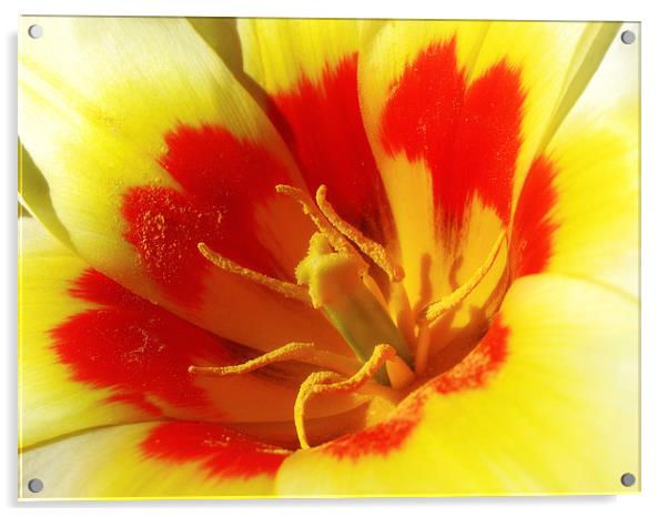 Bright Tulip Acrylic by Mary Lane