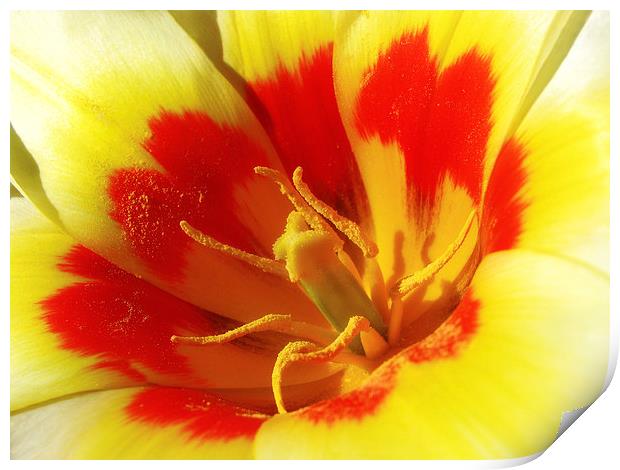 Bright Tulip Print by Mary Lane