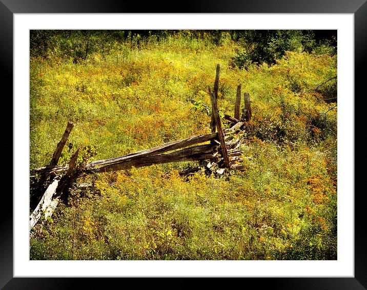 Fence Framed Mounted Print by Mary Lane
