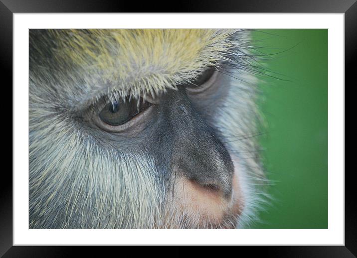 Monkey Face Framed Mounted Print by Rebekah Drew