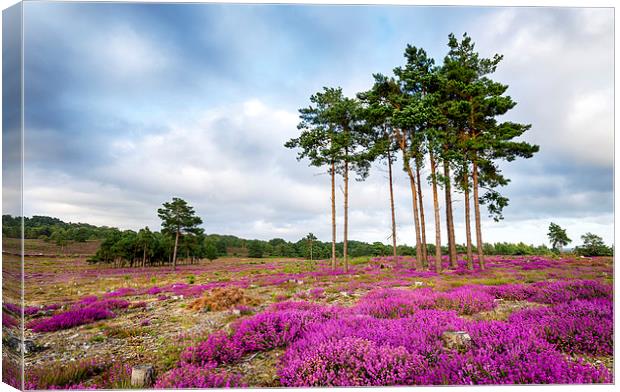 Summer Heather and Pine Trees Canvas Print by Helen Hotson
