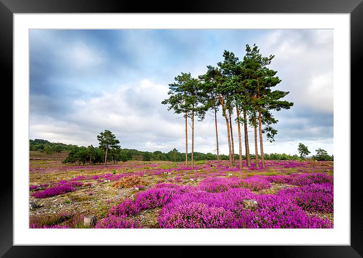 Summer Heather and Pine Trees Framed Mounted Print by Helen Hotson
