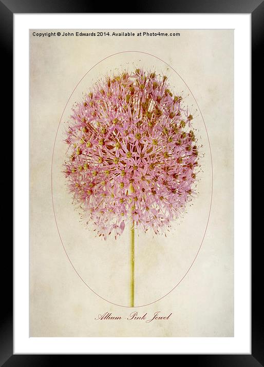 Allium Pink Jewel Framed Mounted Print by John Edwards