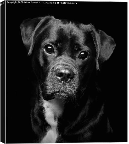 A Loveable Face Canvas Print by Christine Smart