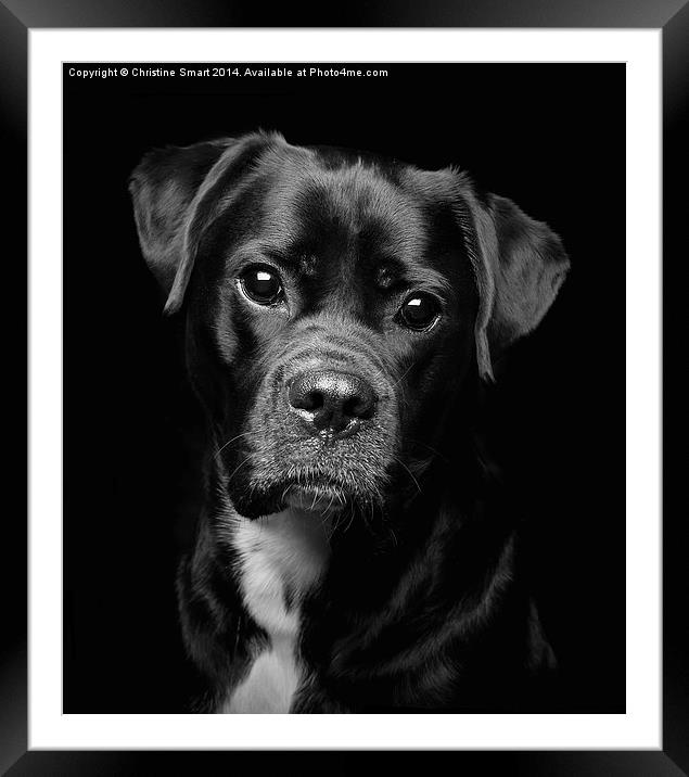 A Loveable Face Framed Mounted Print by Christine Smart