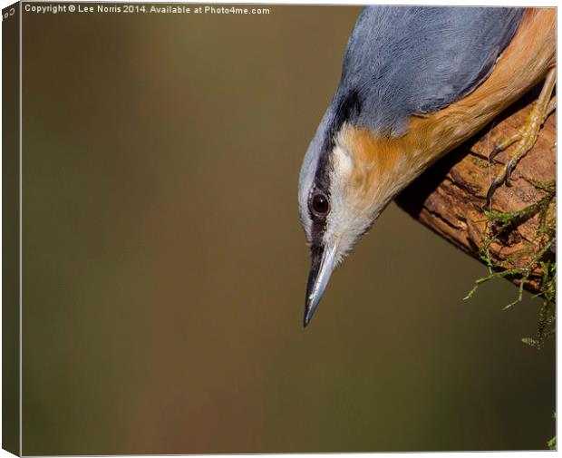 Nuthatch Canvas Print by Lee Norris
