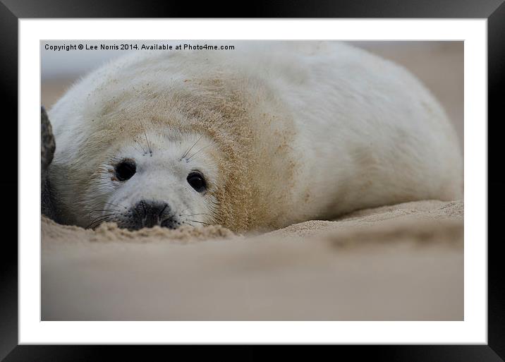 Seal Pup Framed Mounted Print by Lee Norris