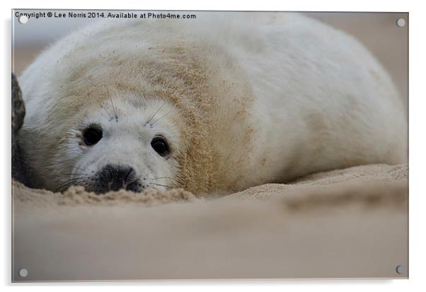Seal Pup Acrylic by Lee Norris