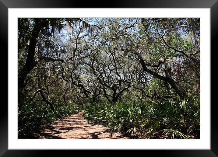 The Path Framed Mounted Print by Thomas Grob