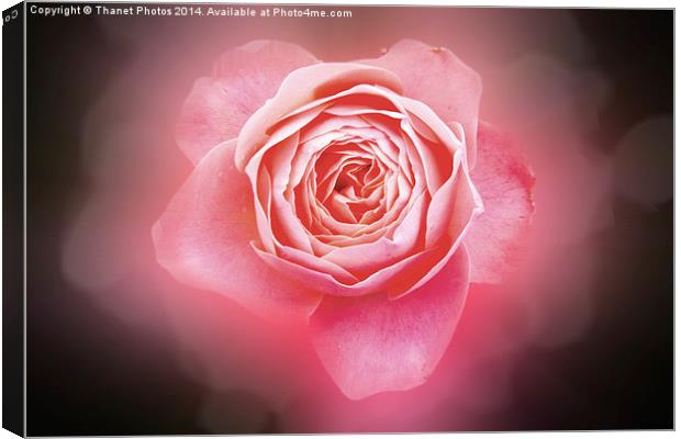 Pink rose Canvas Print by Thanet Photos