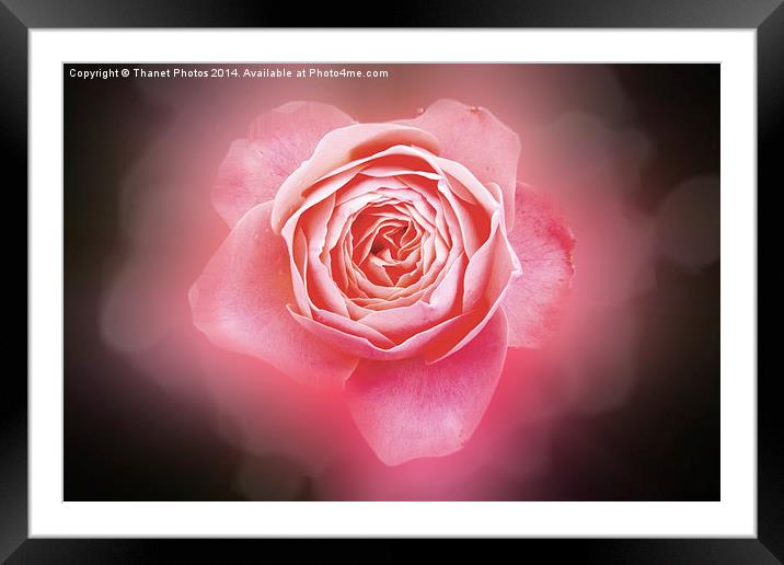 Pink rose Framed Mounted Print by Thanet Photos