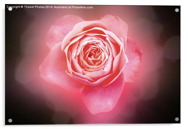 Pink rose Acrylic by Thanet Photos